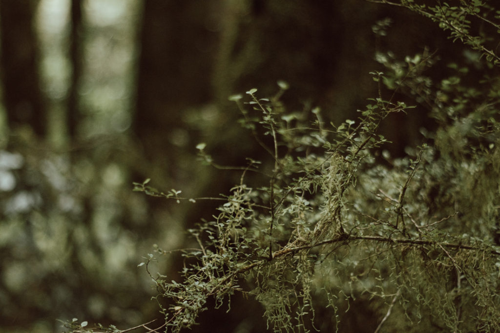 Into the Ancient Wild: Mount Aspiring National Park, West Coast - Nut ...